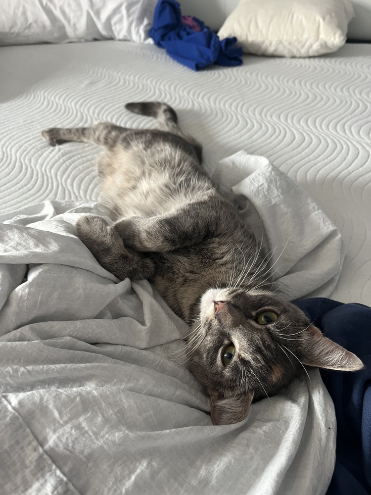 Tia