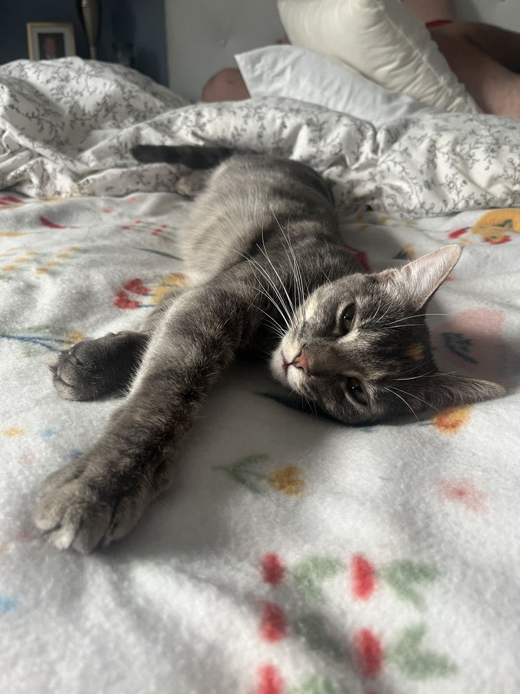 Tia