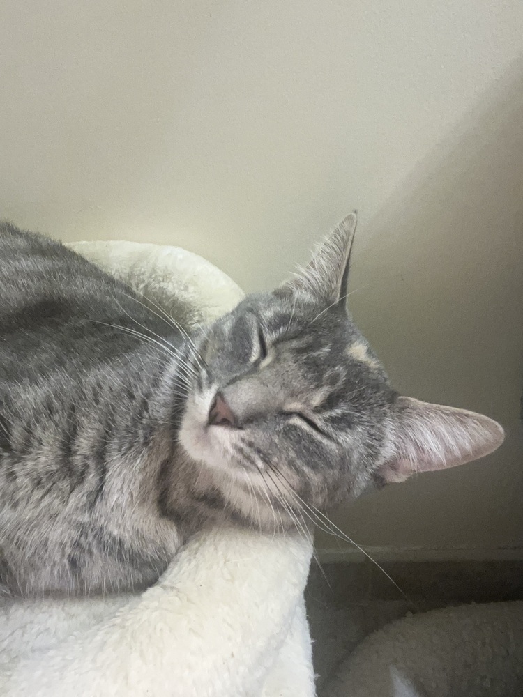 Tia