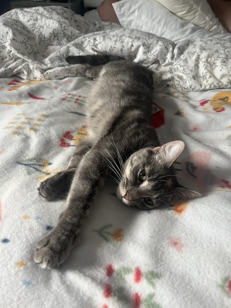 Tia