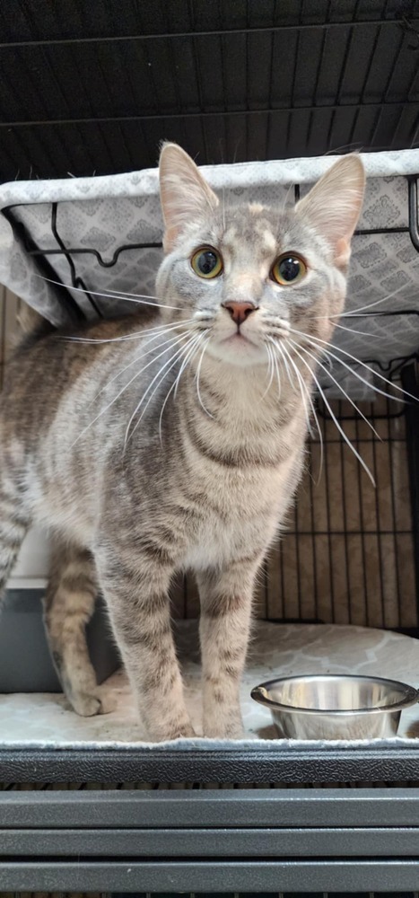 Tia