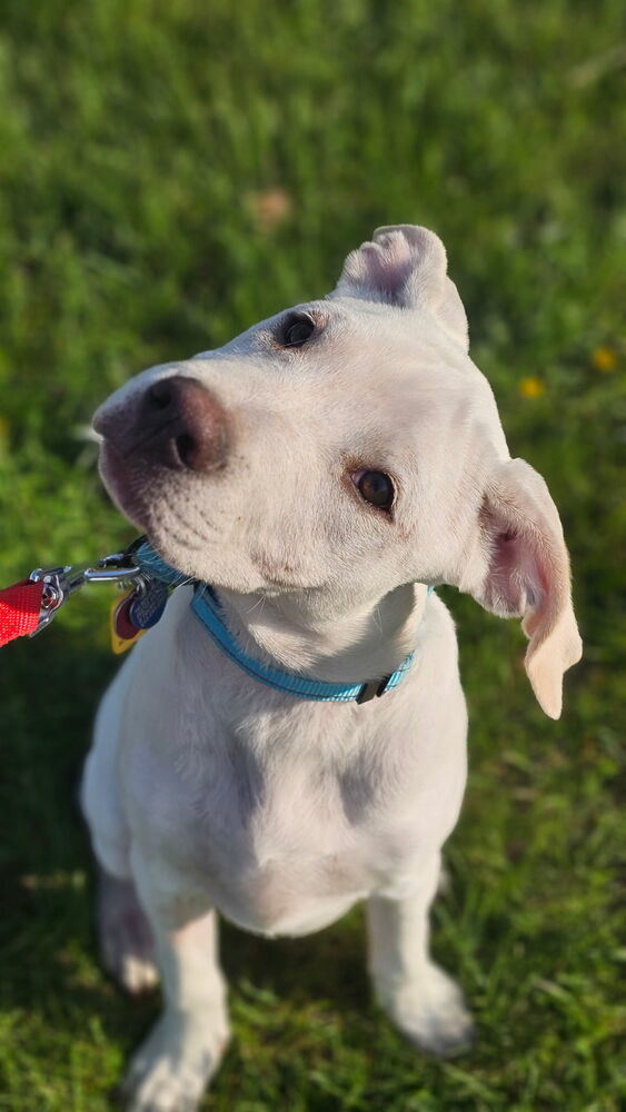 Enzo