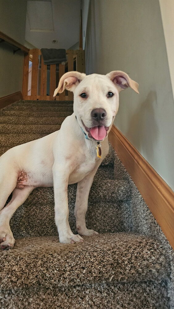 Enzo