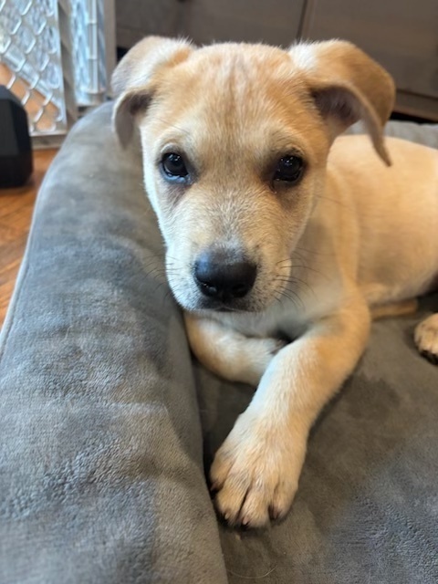 Baby Diego