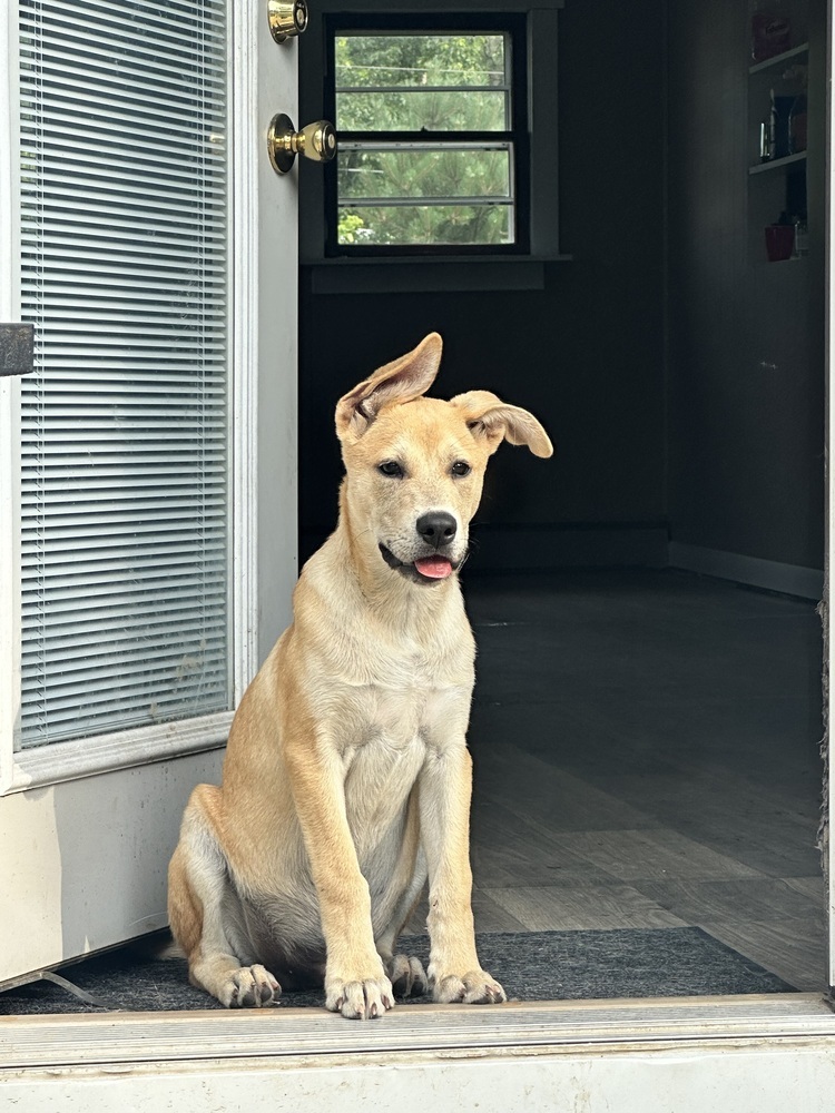 Pup Diego