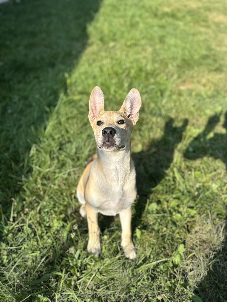 Pup Diego