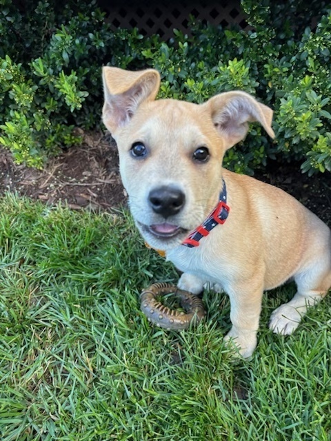 Pup Diego