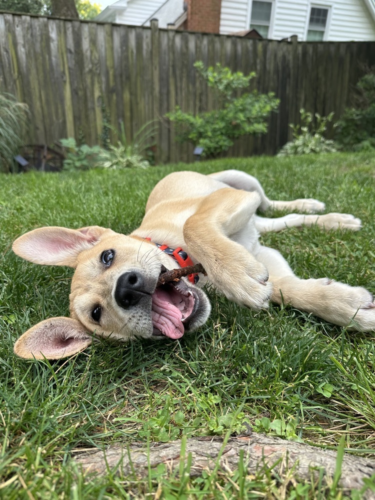 Pup Diego