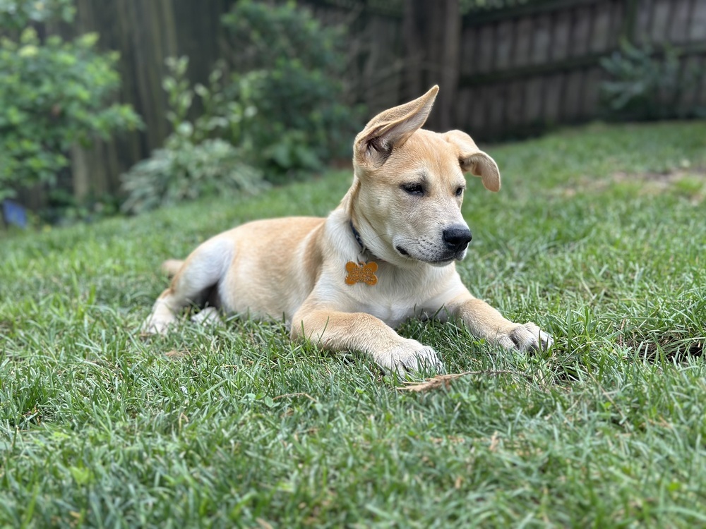 Pup Diego