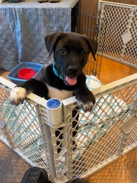 Baby Frisco