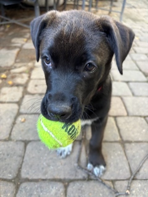Baby Frisco