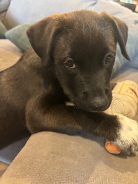 Baby Frisco