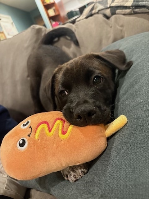 Baby Frisco