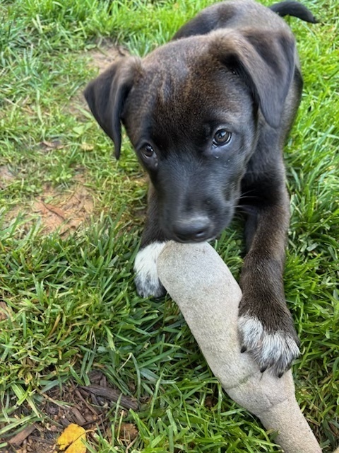 Baby Frisco