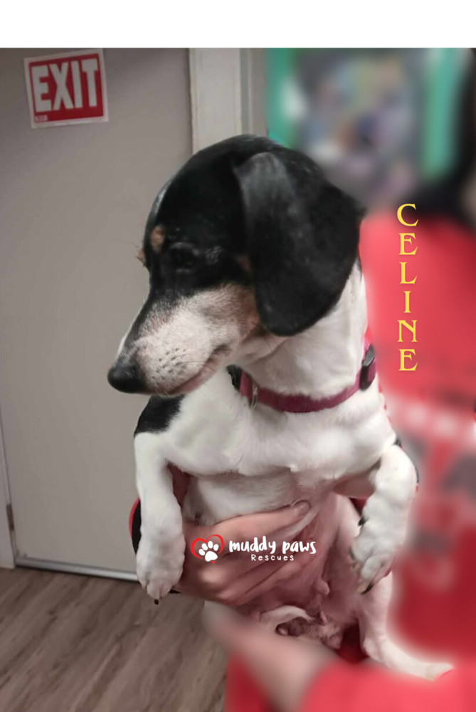 Celine FKA Selene - Adoption Pending