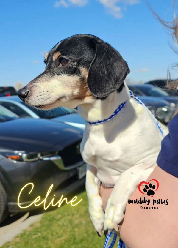 Celine FKA Selene - Adoption Pending