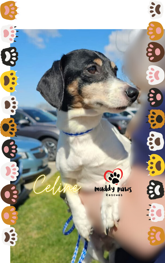 Celine FKA Selene - Adoption Pending