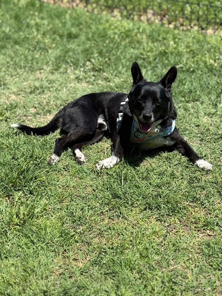 Winston