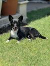 Winston photo 3