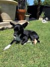 Winston photo 4