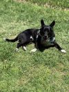 Winston photo 6
