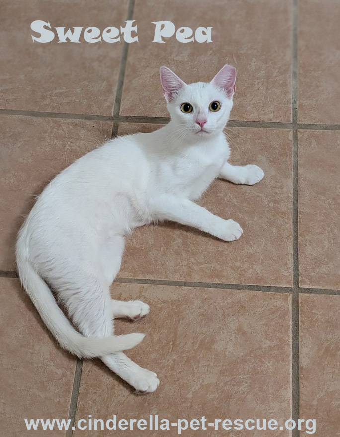 Sweet-Pea, an adoptable Domestic Short Hair in Mission, TX, 78574 | Photo Image 1