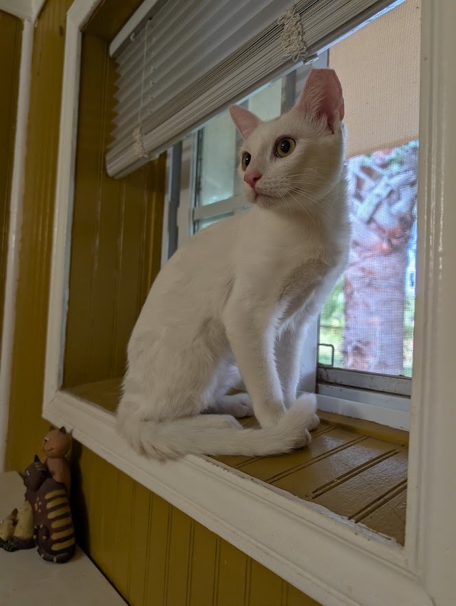 Sweet-Pea