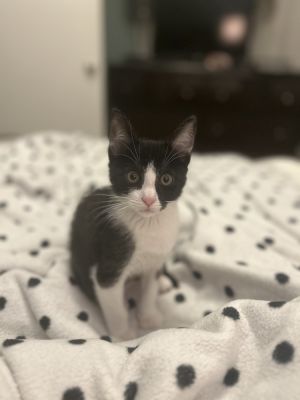 Hi Im Eveeyes like the Pokmon but Im a lover not a fighter Im a dapper little tuxedo boy with