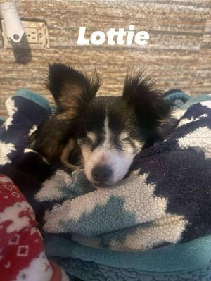 Lottie, Adult Female Chihuahua