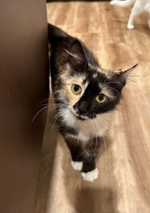 Date of Birth 32824 Adoption Fee 10000 Date Posted 51025 Hi My name is Naomi My foster mo