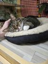 Momma Star *Featured at the Petco in Ellicott City, MD* photo 1