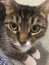 Momma Star *Featured at the Petco in Ellicott City, MD* photo 3