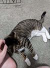Momma Star *Featured at the Petco in Ellicott City, MD* photo 4