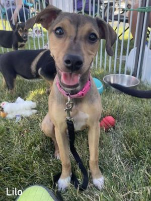Lilo, Baby Female Mixed Breed
