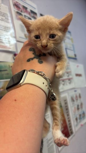 Applewood, Baby Male Domestic Short Hair