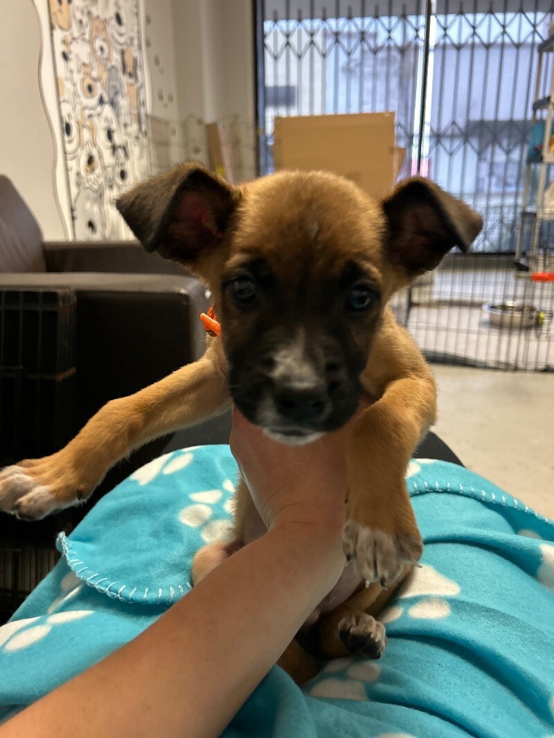 Simba