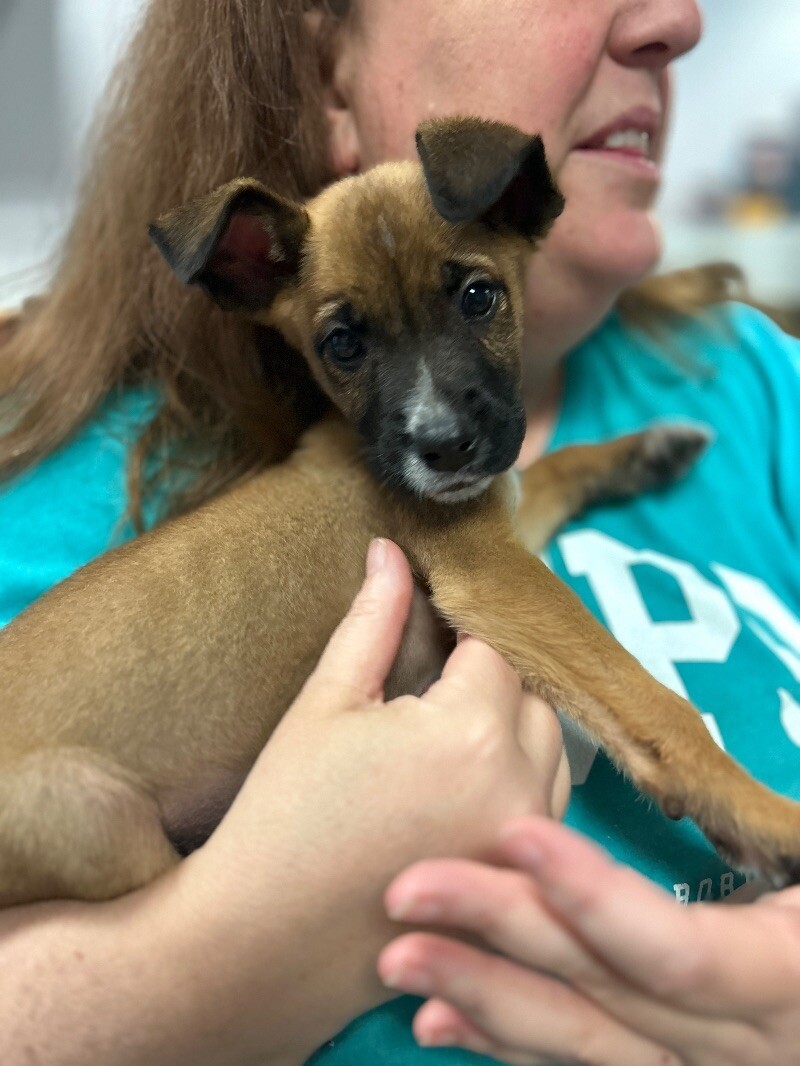 Simba
