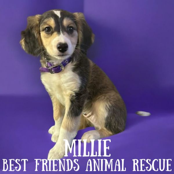 Millie photo 1