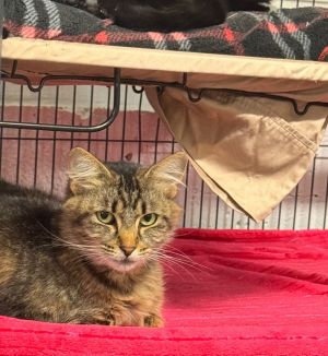 Juniper, Young Female Domestic Medium Hair