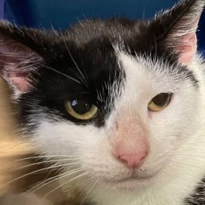Carolina is our little emo cat who likes to listen to MCR and Paramore on a very low volume She
