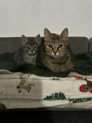 Precious C Norris, Young Female Tabby