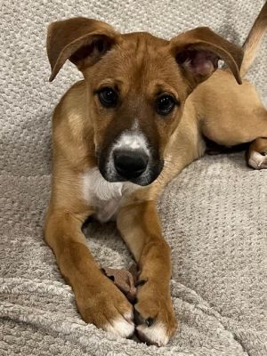 Potatoe, Young Male Boxer