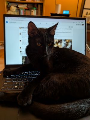 Tamber25, Young Female Domestic Short Hair