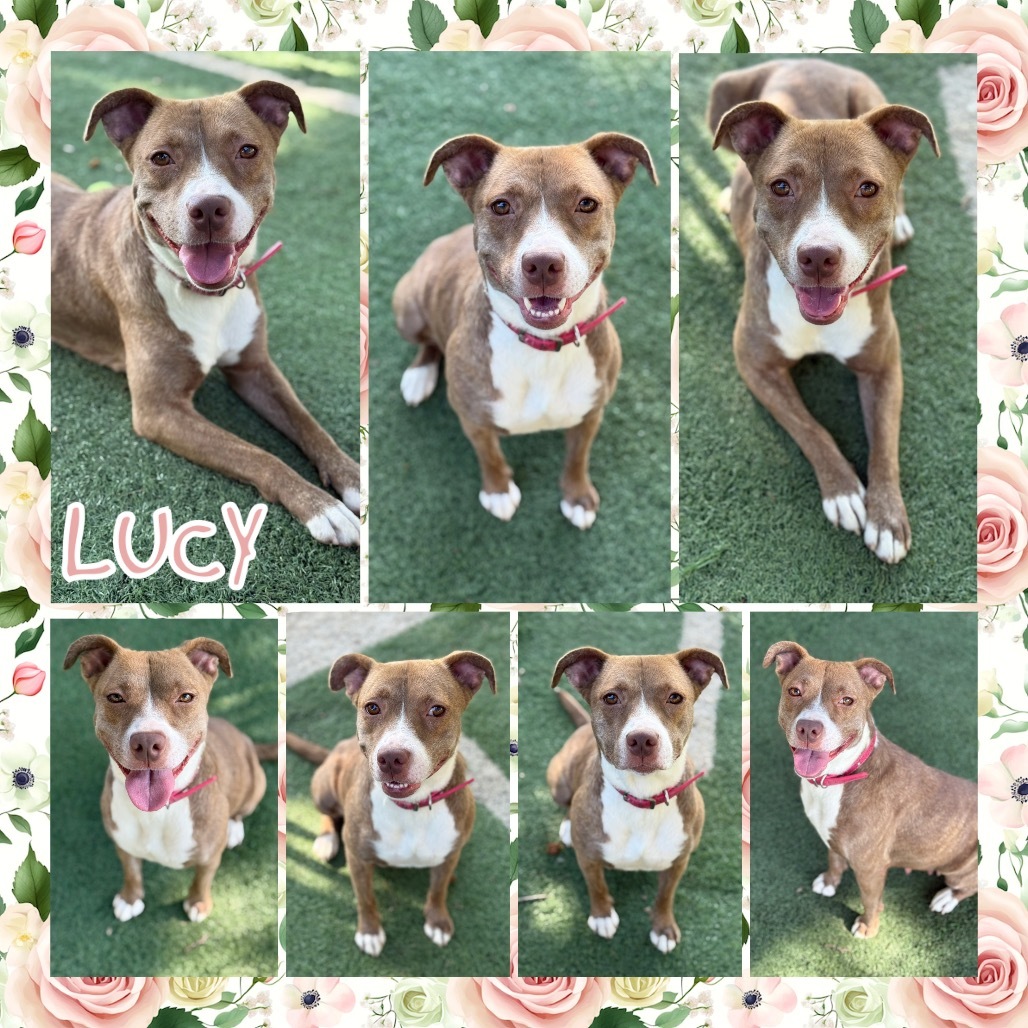 Lucy