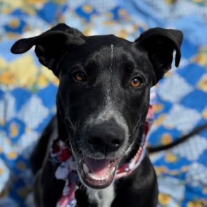 Hi there my name is Giant I am a 4 month old Male Great Dane mix Breed I am here