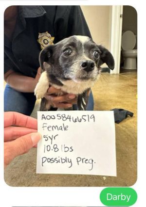 Darby, Adult Female Jack Russell Terrier