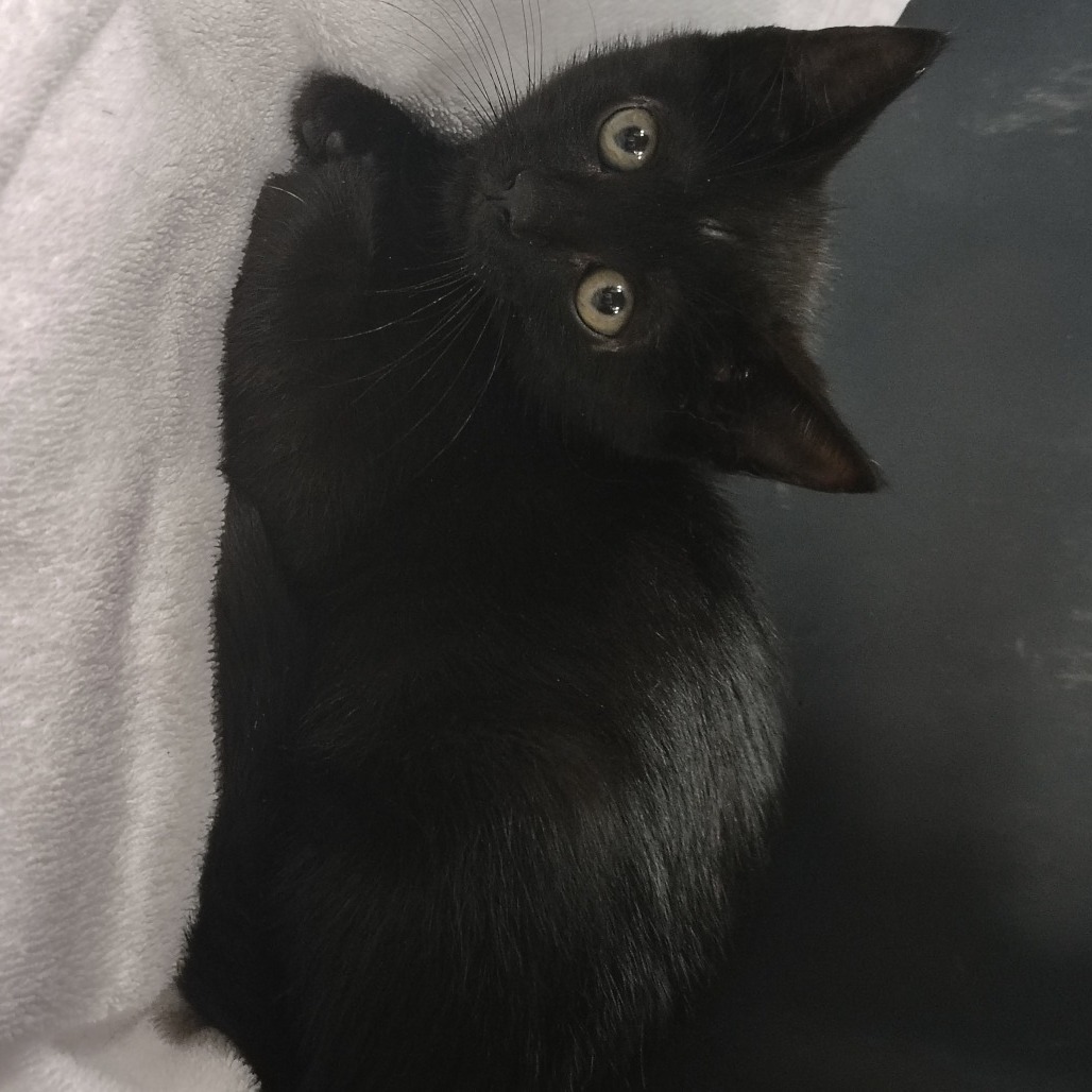 Mowgli