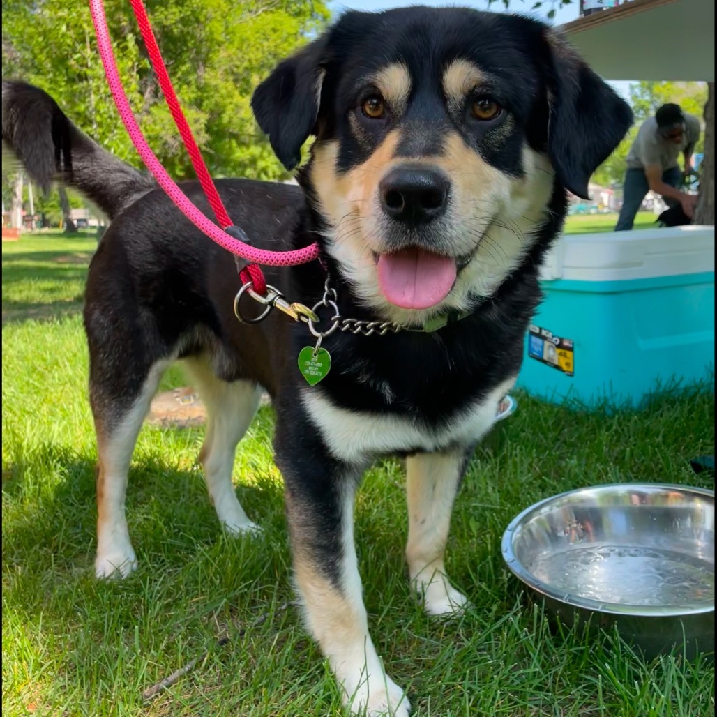 Smore, an adoptable Mixed Breed in Bismarck, ND, 58507 | Photo Image 1