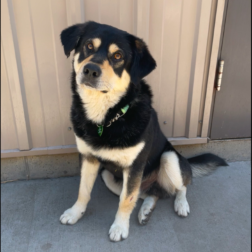 Smore, an adoptable Mixed Breed in Bismarck, ND, 58507 | Photo Image 3