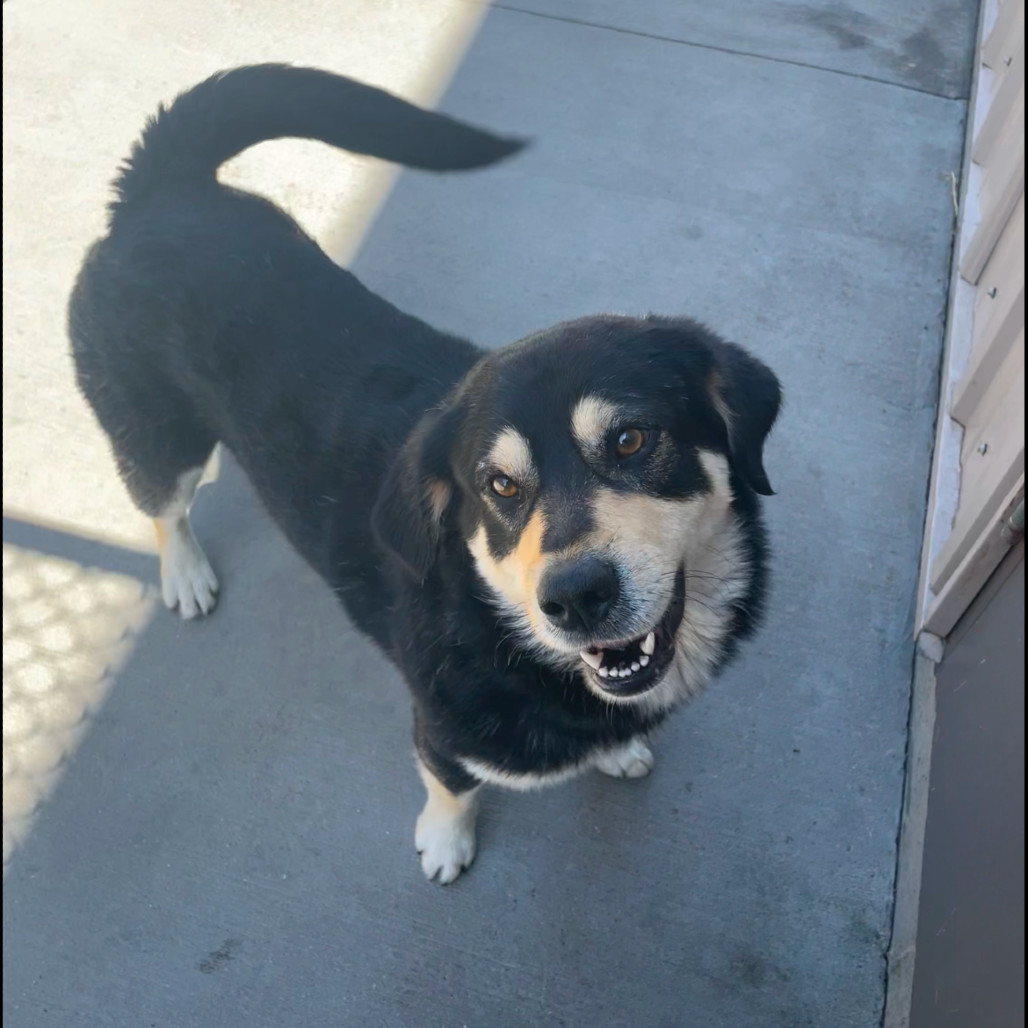 Smore, an adoptable Mixed Breed in Bismarck, ND, 58507 | Photo Image 4